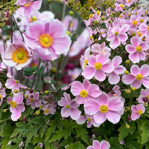 Anemone 'SATIN DOLL Blush' - Ülane 'SATIN DOLL Blush'